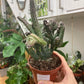 Movnillea Spegazzinii Cristata
