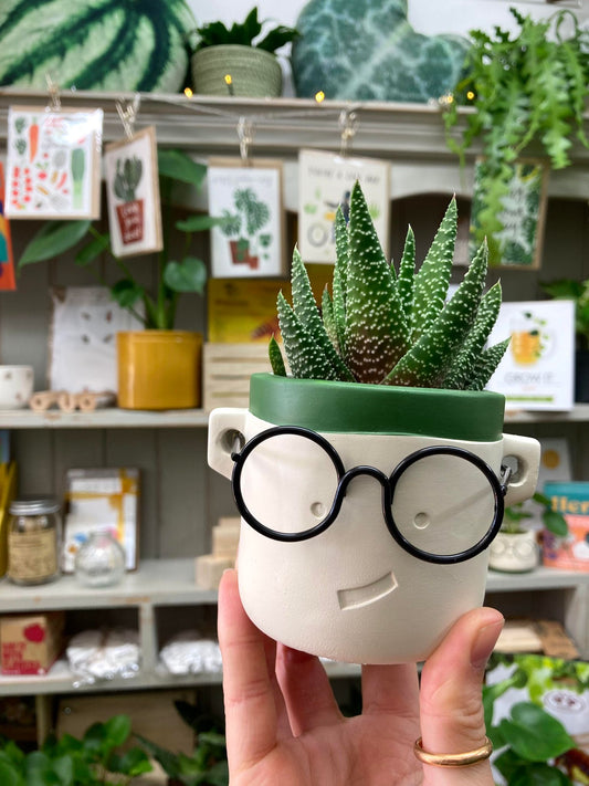 Mini 'Harry' Plant Pot