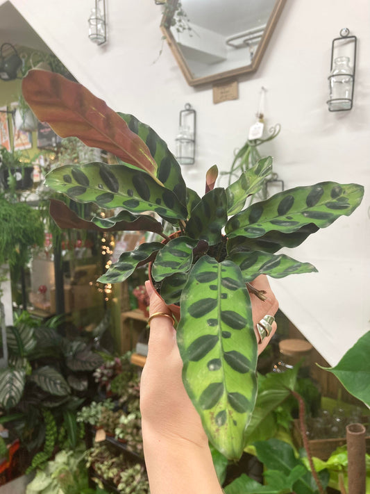 Mini Calathea Lancifolia