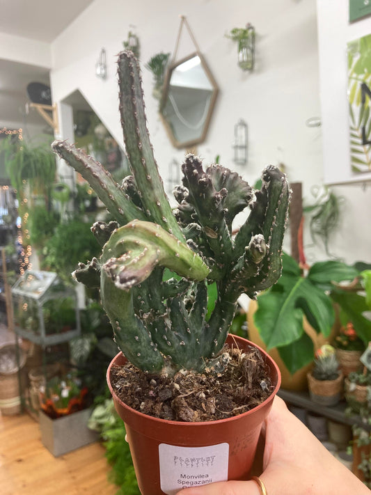 Movnillea Spegazzinii Cristata