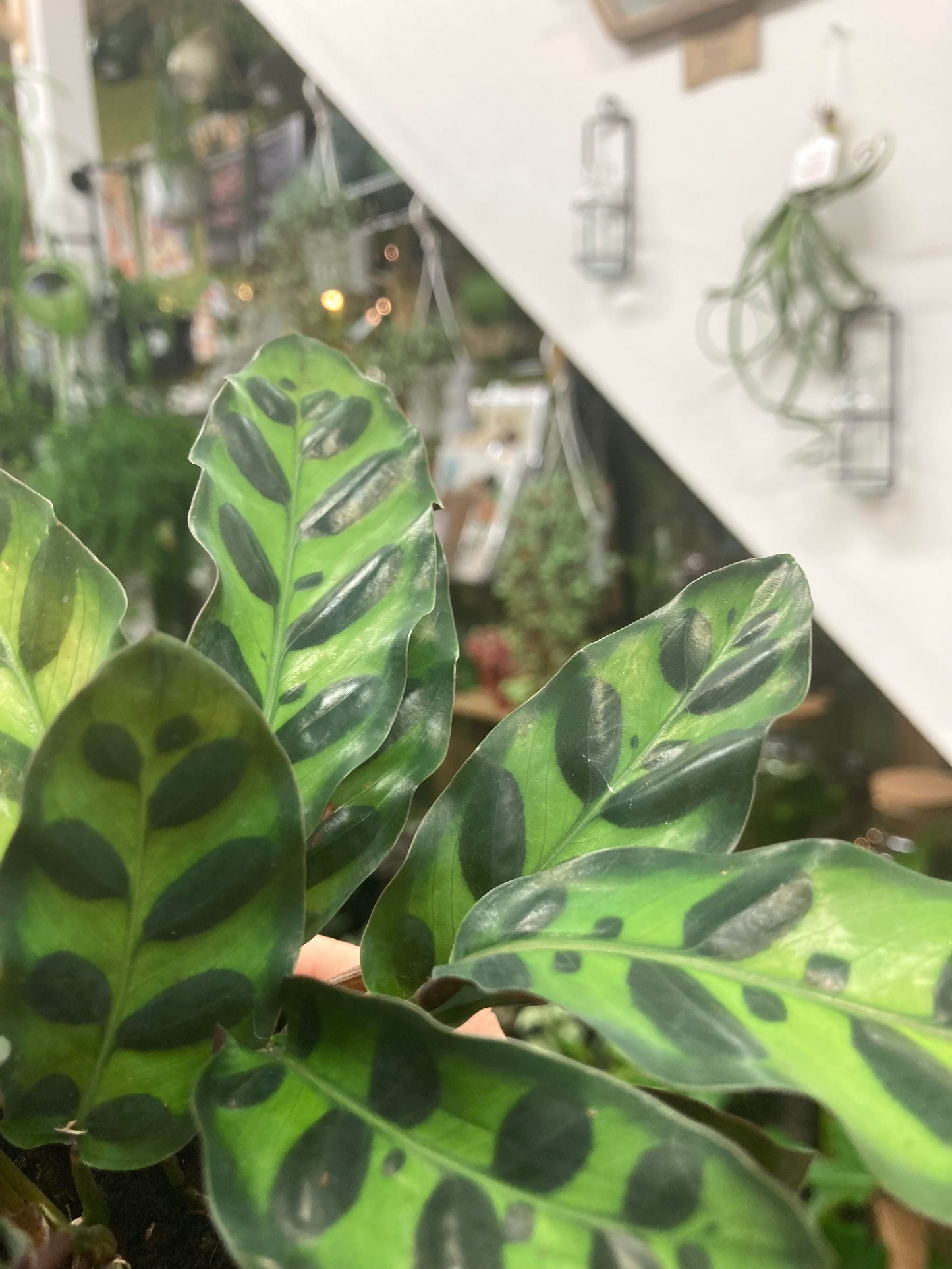 Mini Calathea Lancifolia