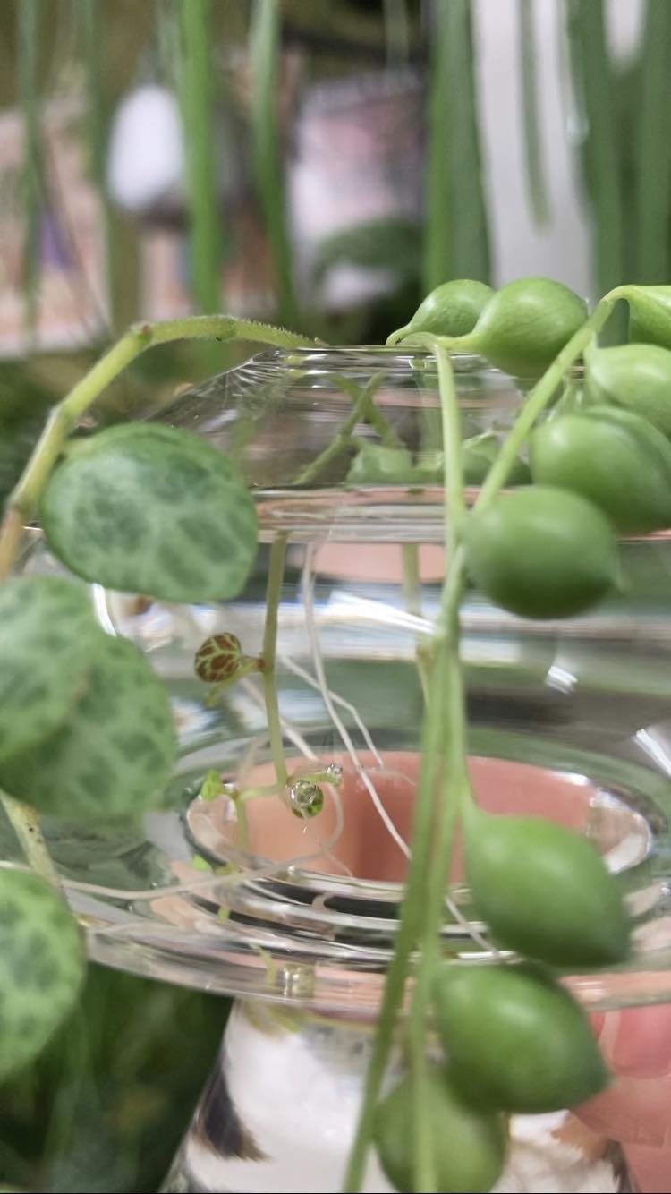 Mushroom Propagation Stations