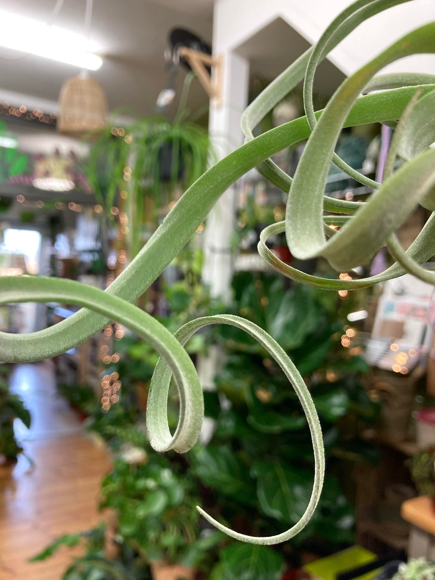 Tillandsia 'Curly'