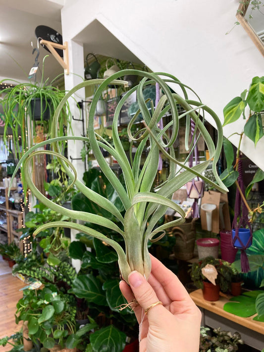 Tillandsia 'Curly'