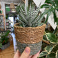 Mini Plant Pot Baskets
