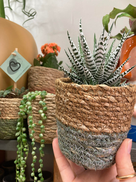 Mini Plant Pot Baskets