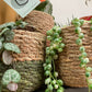 Mini Plant Pot Baskets