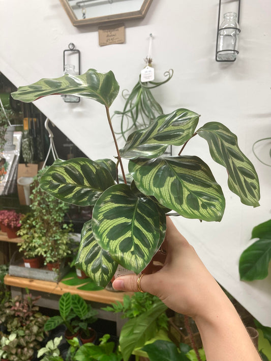 Mini Calathea Makoyana