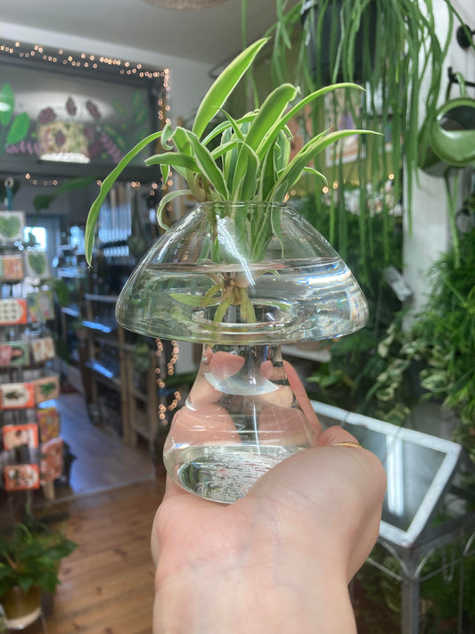 Mushroom Propagation Stations