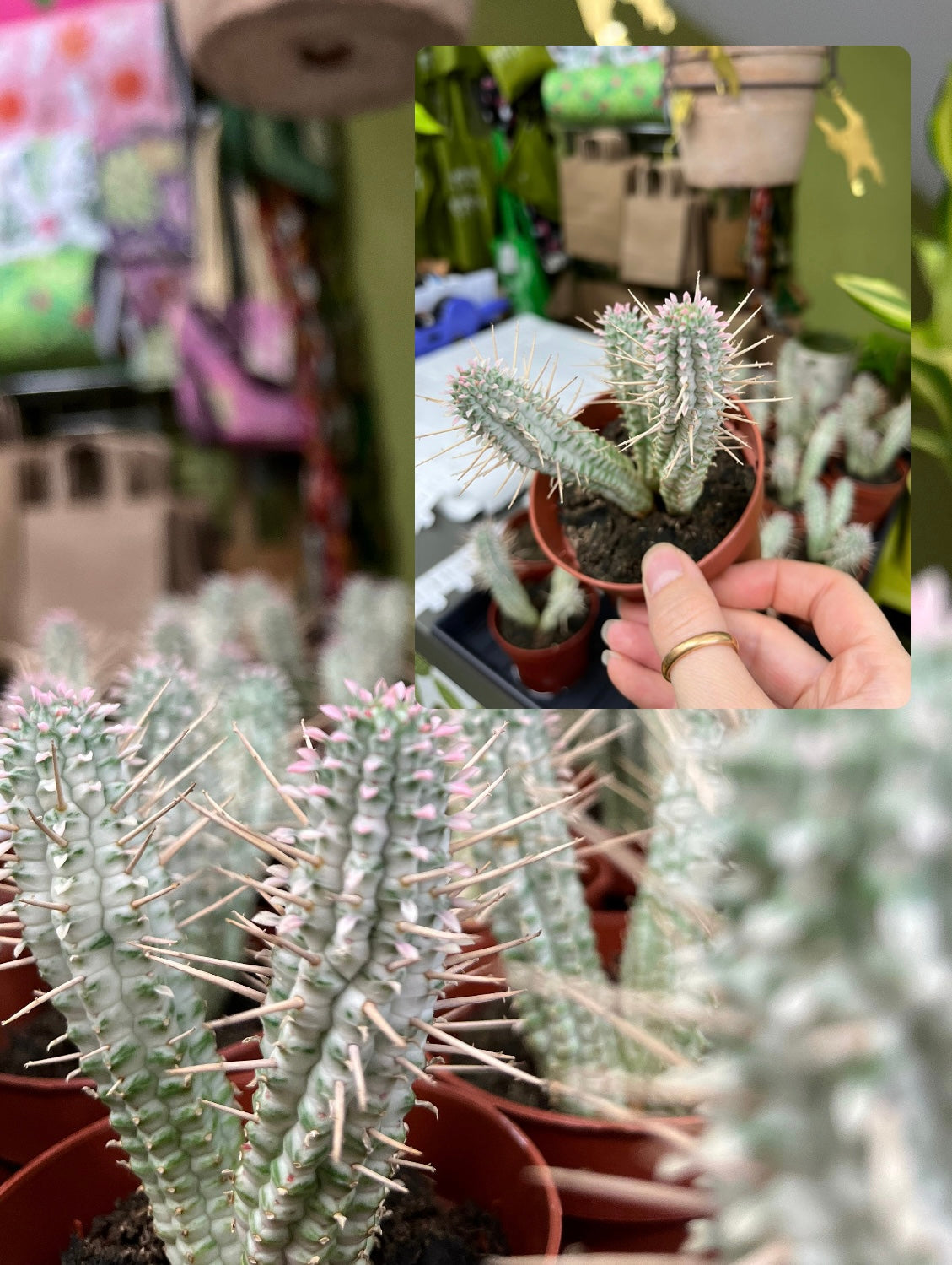 Euphorbia Mammillaris Variegata