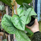 Scindapsus Pictus Trebie
