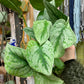 Scindapsus Pictus Trebie
