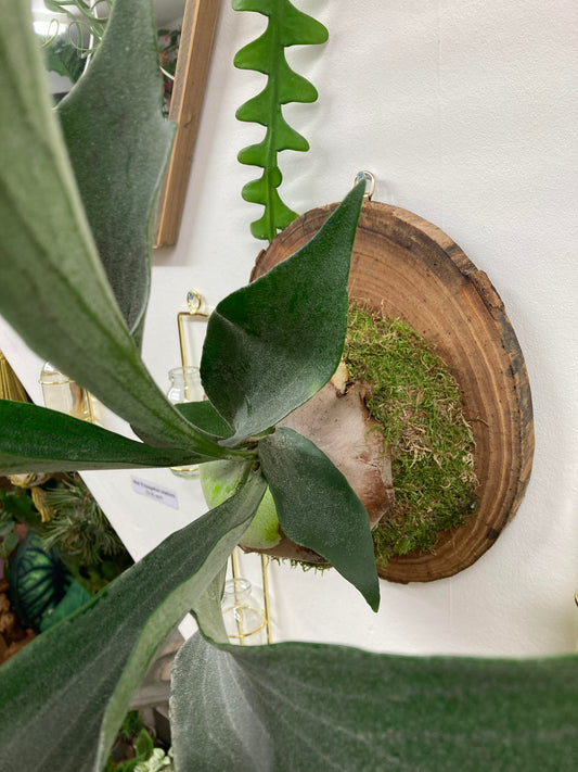 Mounted Staghorn Fern Workshop