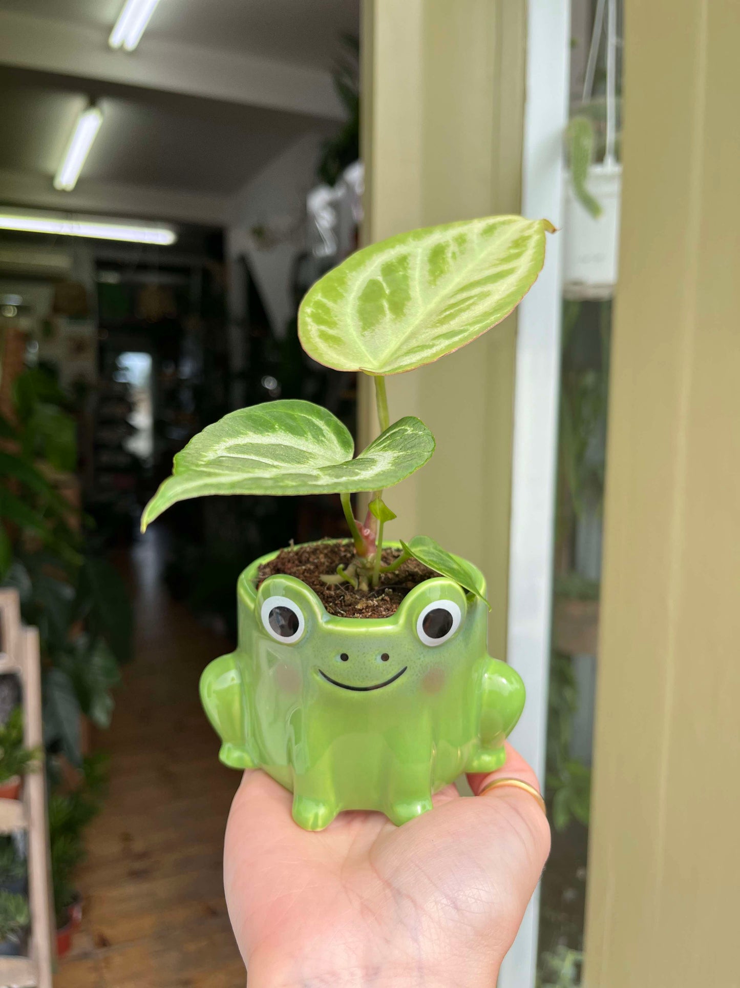 Mini Frog Planter