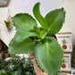 Kalanchoe Diagremont - 'Mother Of Thousands'
