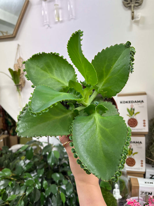 Kalanchoe Diagremont - 'Mother Of Thousands'