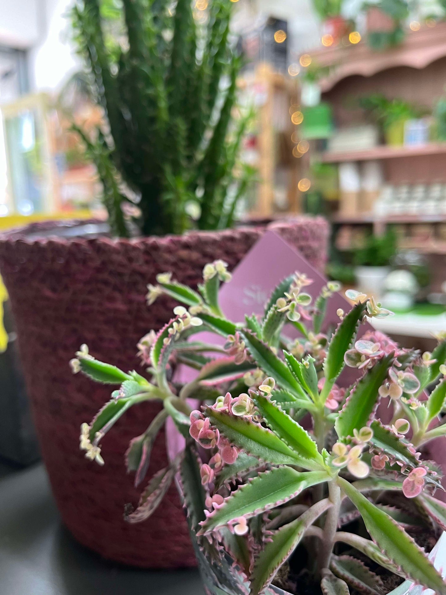 Kalanchoe 'Pink Butterfly'