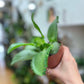 Kalanchoe Diagremont - 'Mother Of Thousands'