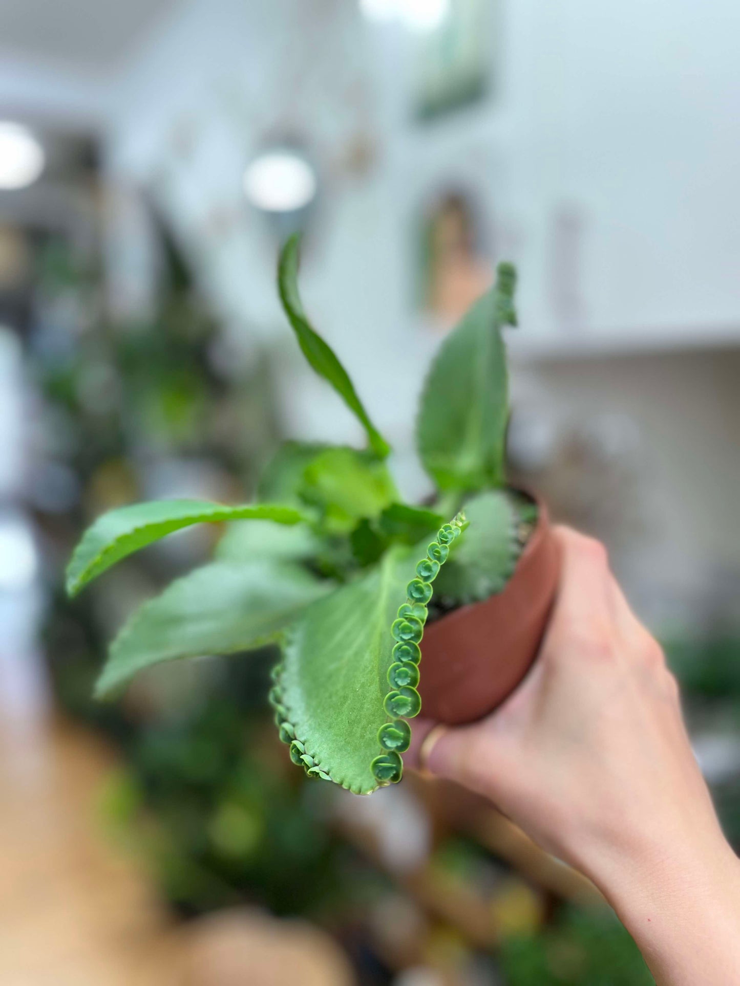 Kalanchoe Diagremont - 'Mother Of Thousands'