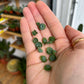 Kalanchoe Diagremont - 'Mother Of Thousands'