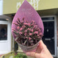 Kalanchoe 'Pink Butterfly'