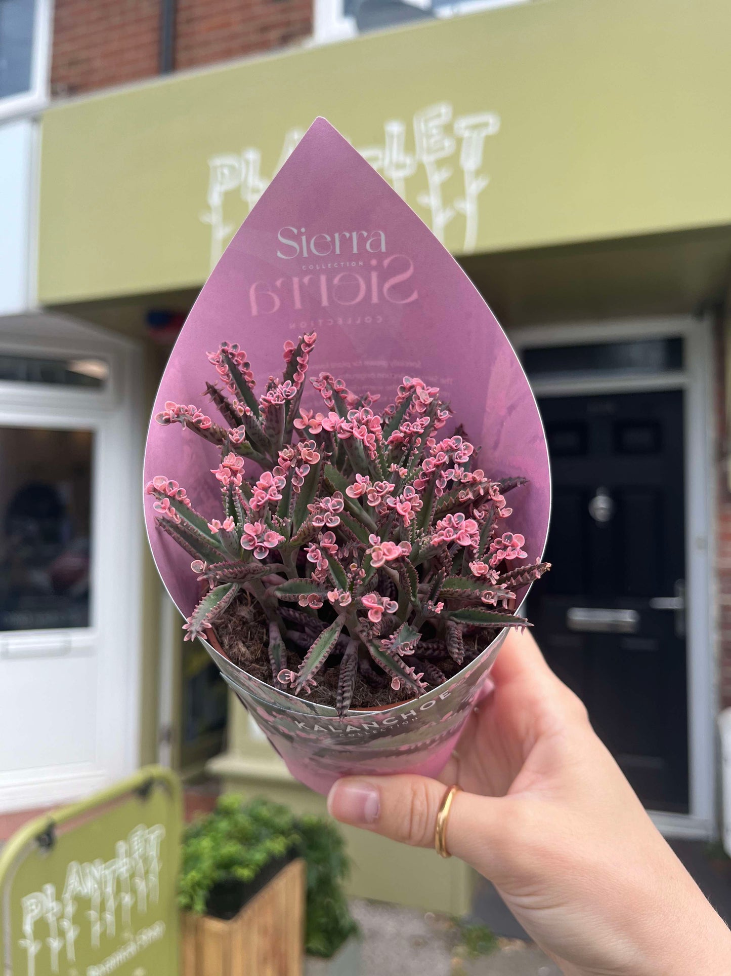 Kalanchoe 'Pink Butterfly'