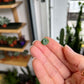Kalanchoe Diagremont - 'Mother Of Thousands'
