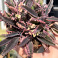 Kalanchoe 'Pink Butterfly'