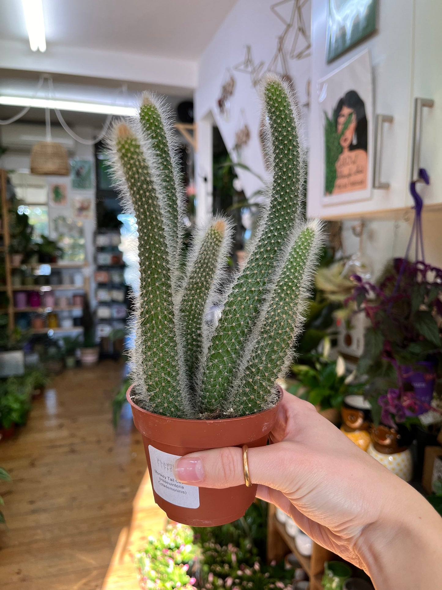 Monkey Tail Cactus