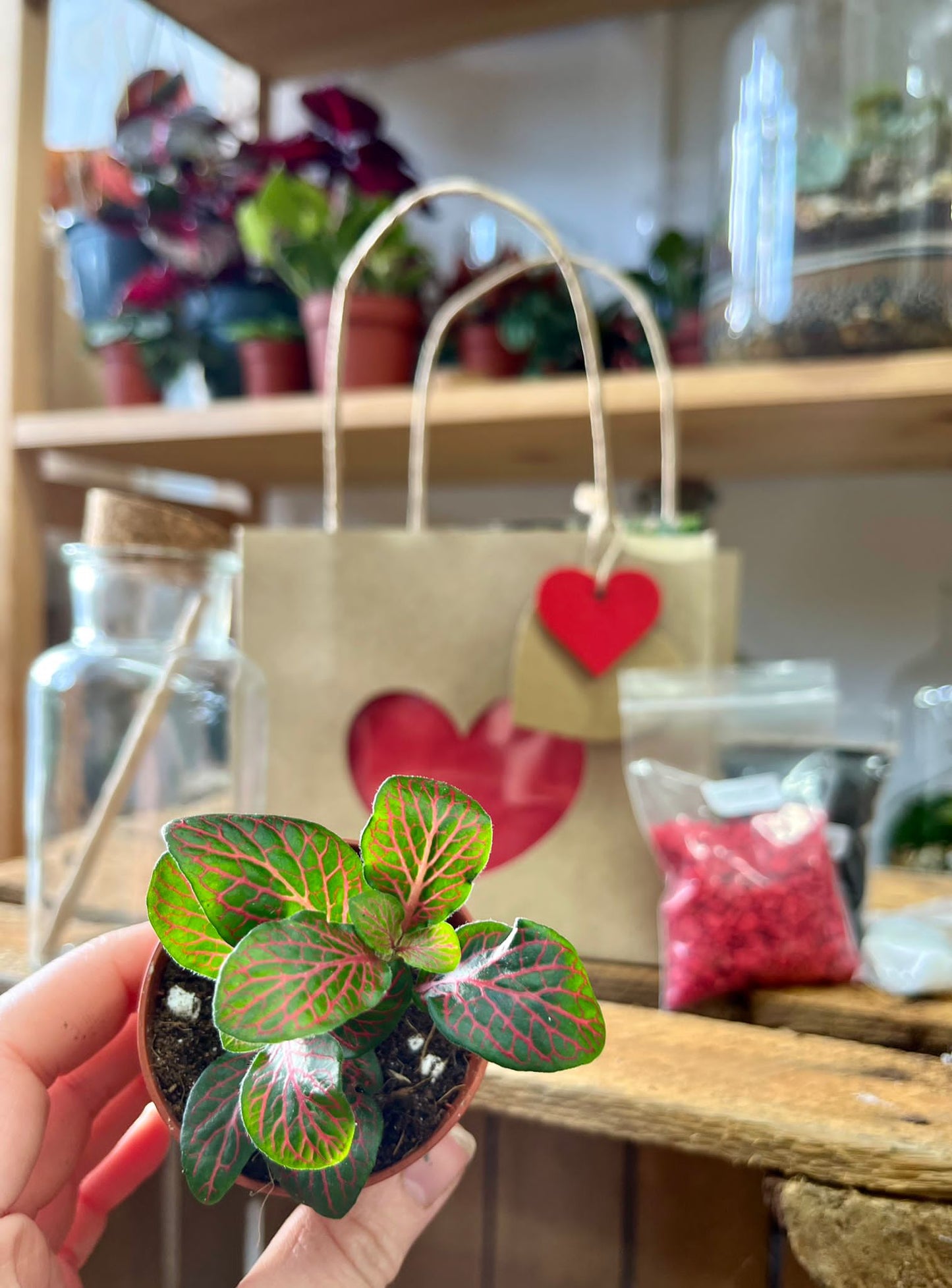 Valentines Mini Terrarium Kit