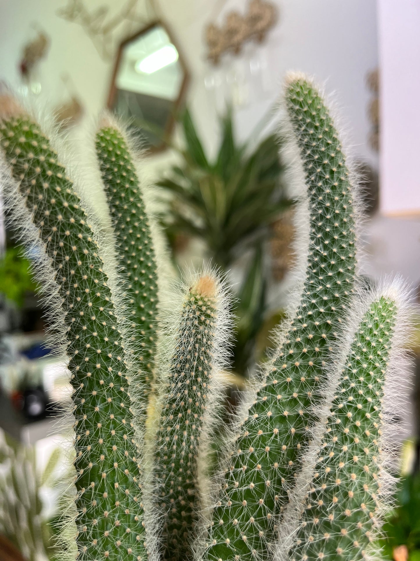 Monkey Tail Cactus