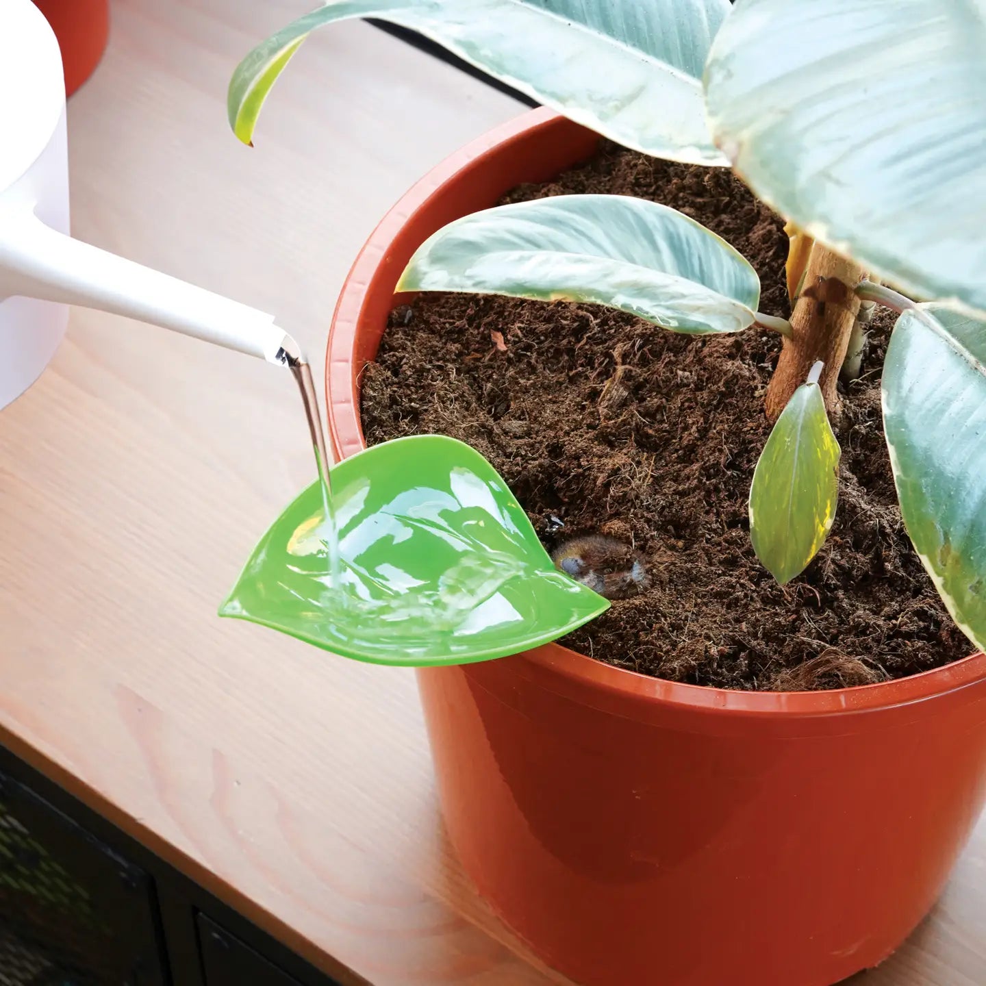 Foliage Funnels