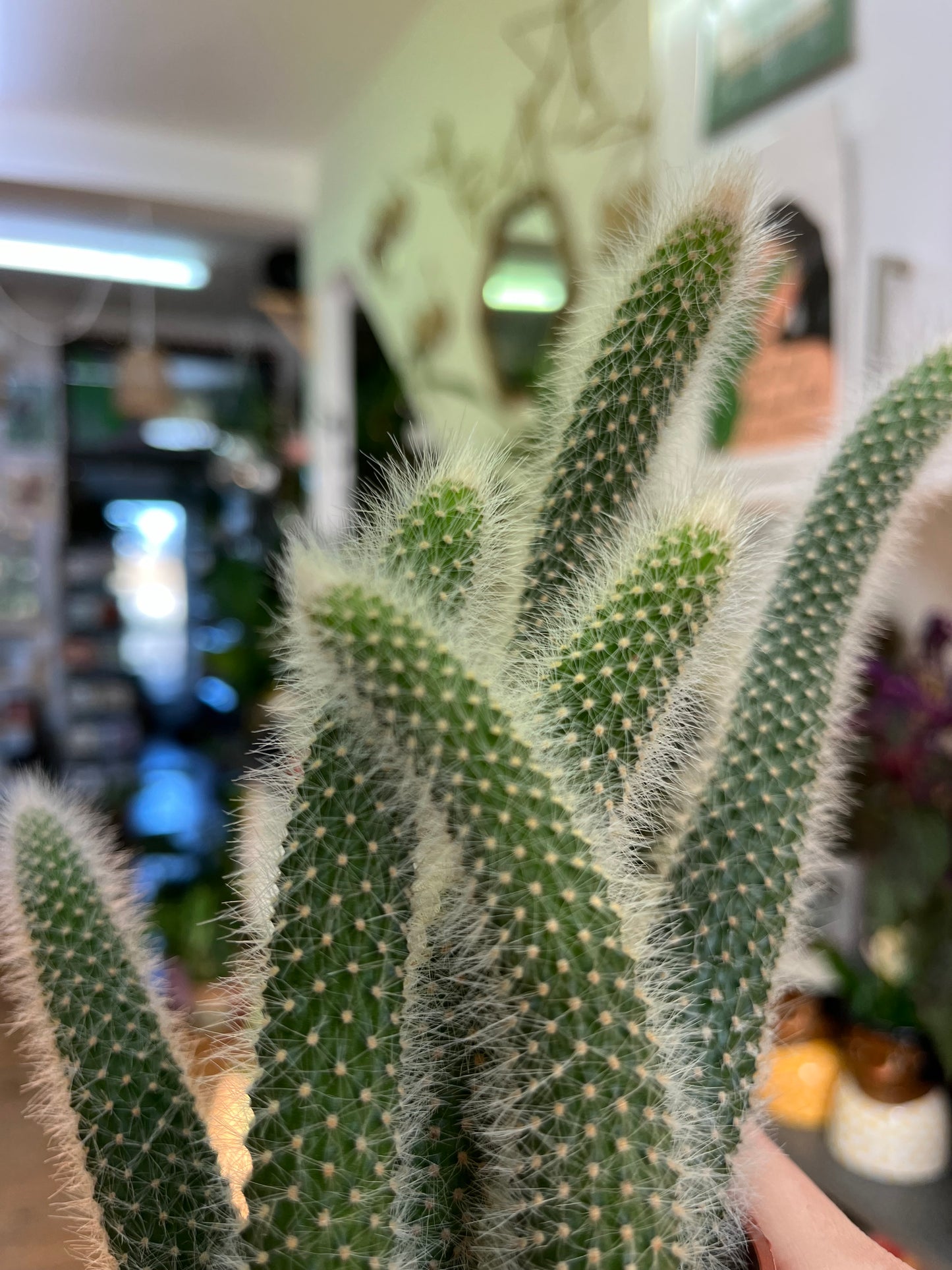 Monkey Tail Cactus