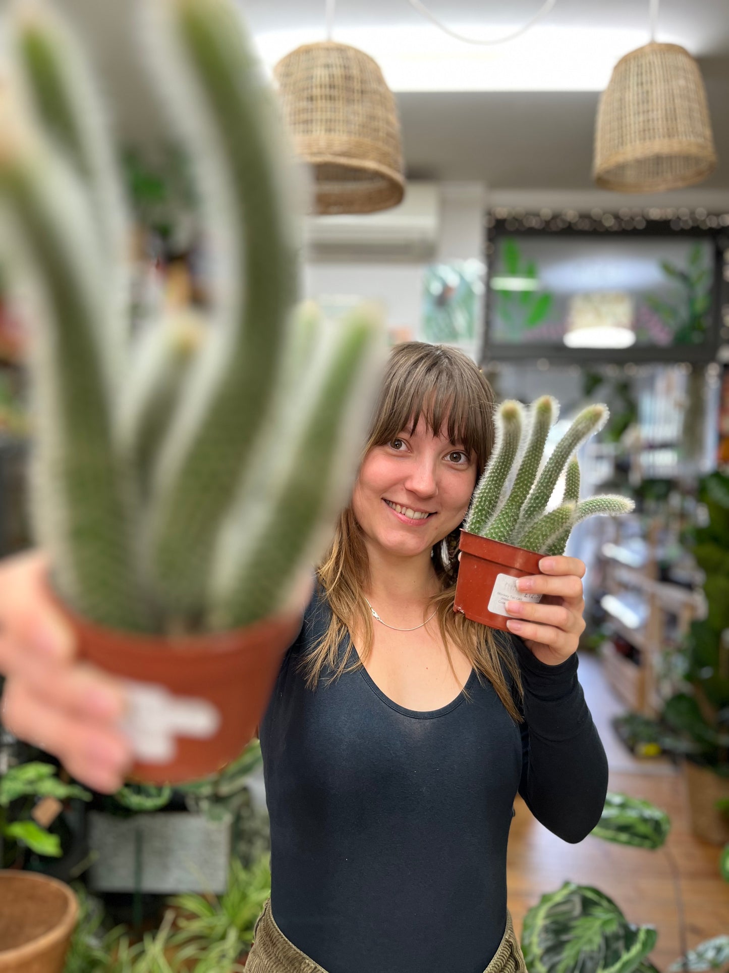 Monkey Tail Cactus