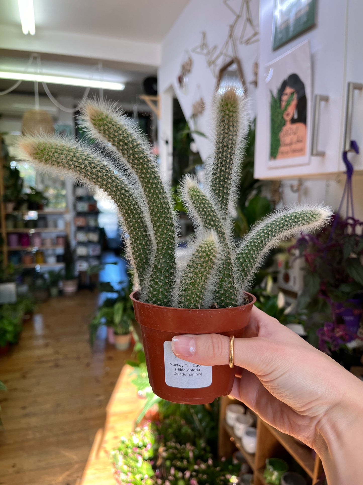 Monkey Tail Cactus