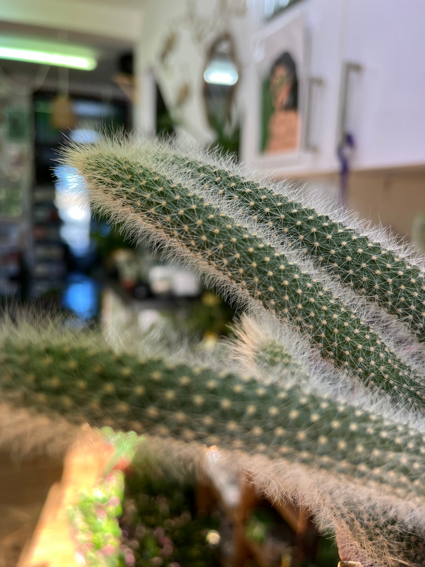 Monkey Tail Cactus