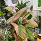 Syngonium Red Spot