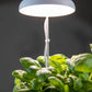 LED Grow Lamp