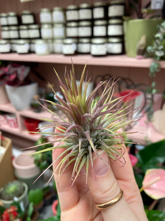 Tillandsia Ionantha