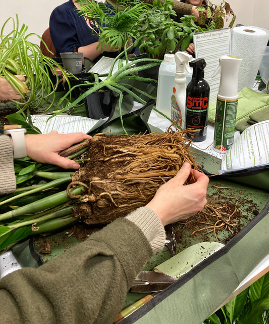 Repotting Party