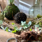 Kokedama Workshop