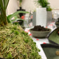 Kokedama Workshop