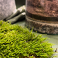 Mossarium Workshop