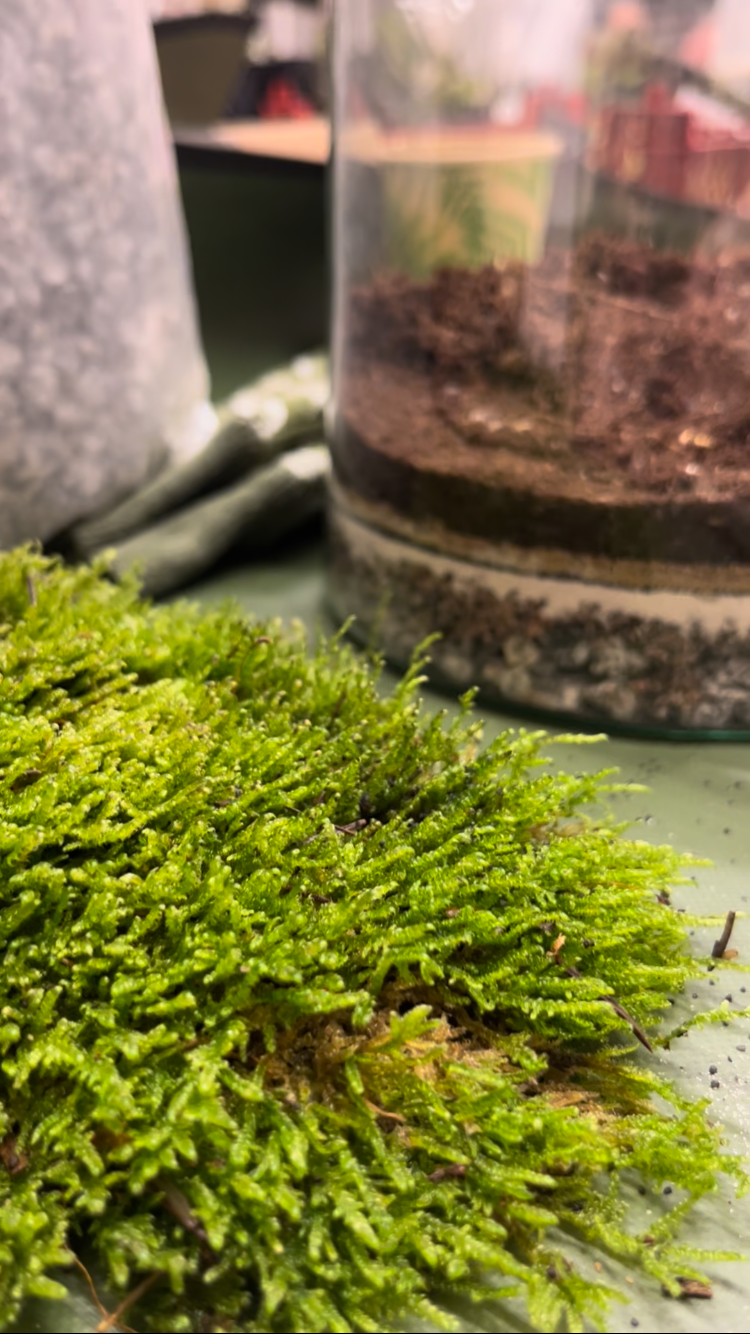 Mossarium Workshop