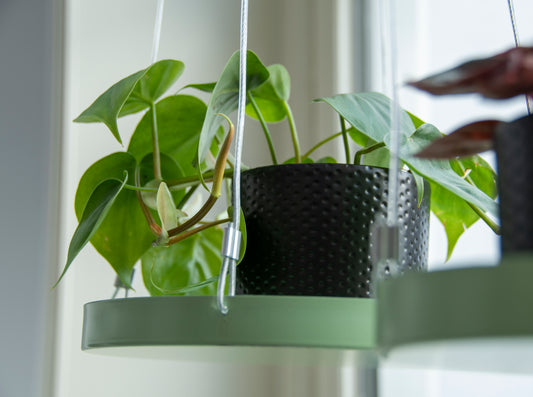 Hanging Plant Tray (Round)