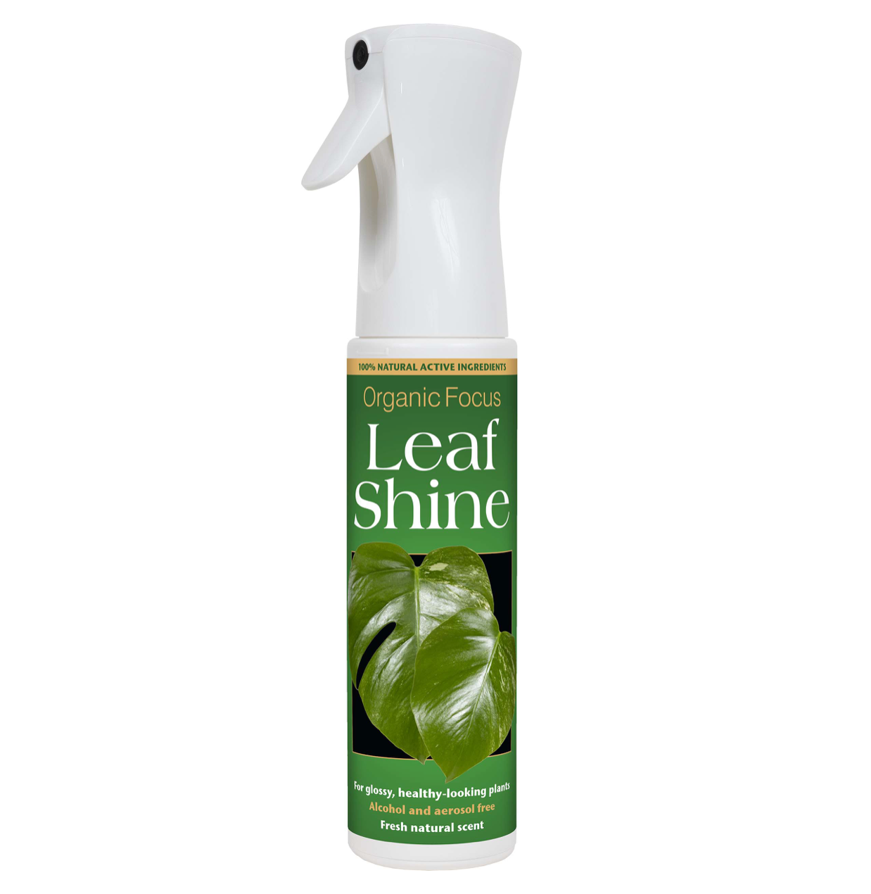 Organic Leaf Shine Plantlet Shop