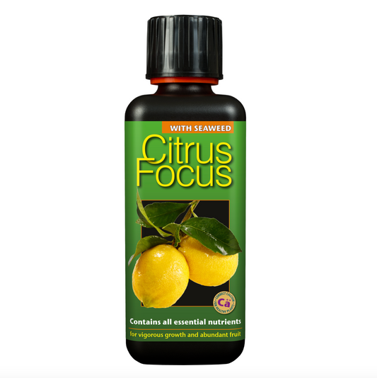Citrus Focus