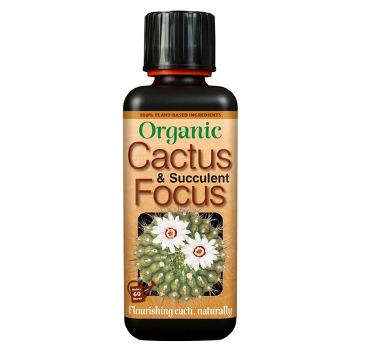Organic Cactus and Succulent Focus