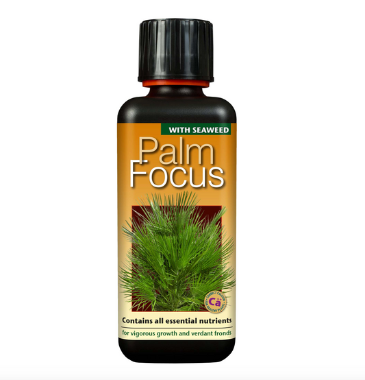 Palm Focus