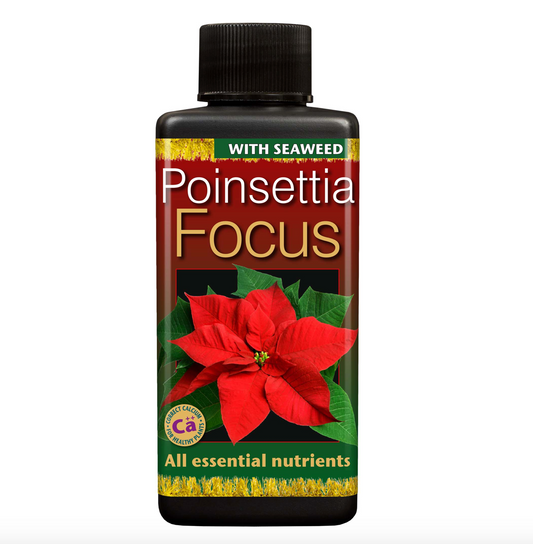 Poinsettia Focus